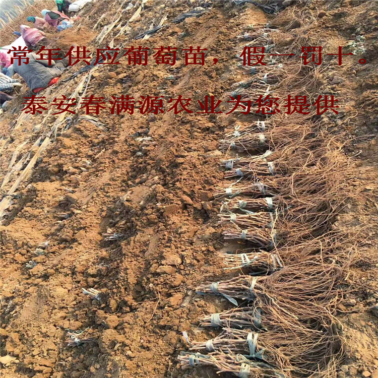 吉林趣味消防运动会 政务人员积极参与|bsports必一体育