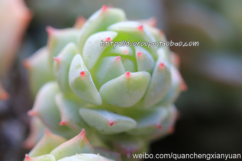 必一运动bsport体育-恒大残阵升级!高拉特郑智缺战苏宁 金英权回归U23上杨立瑜?(图2) bsports必一体育